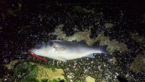 European Bass (Seabass)