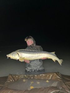 Sturgeon