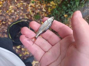 Roach