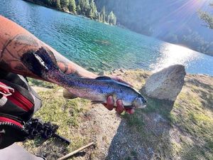 Rainbow Trout