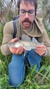 Zander