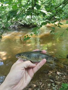 Brown Trout