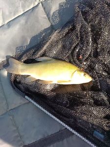 Tench