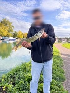 Northern Pike