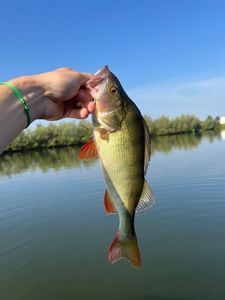 European Perch