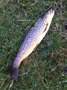 Brown Trout