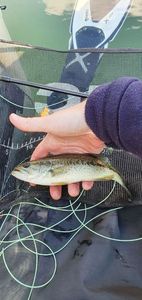 Largemouth Bass