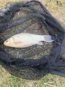 Crucian Carp