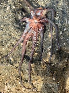Common Octopus
