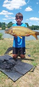 Common Carp