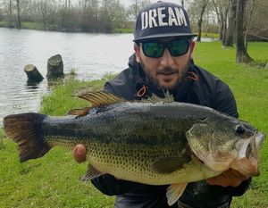 Largemouth Bass