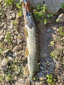 Northern Pike