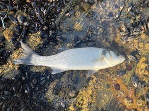 European Bass (Seabass)