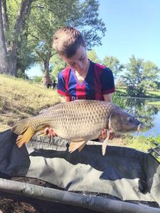Common Carp