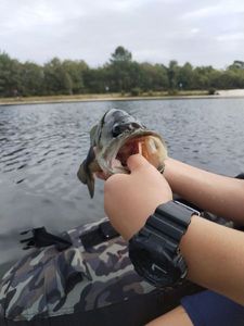 Largemouth Bass
