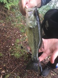 Largemouth Bass