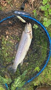 Brown Trout