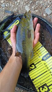 Largemouth Bass
