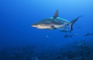 Requin gris de recif
