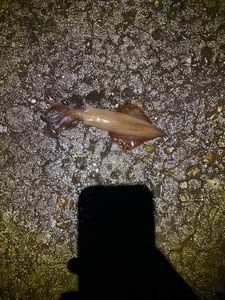 European Squid
