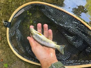 Brown Trout