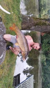 Common Carp