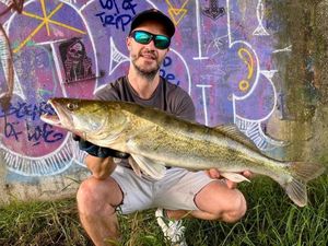 Zander