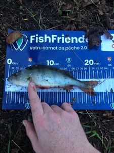 European Perch