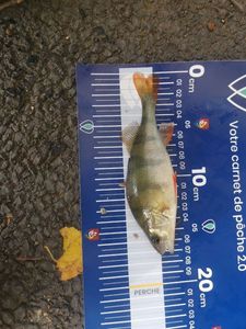European Perch