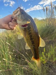 Largemouth Bass