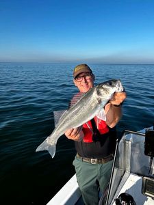 European Bass (Seabass)