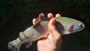 Rainbow Trout