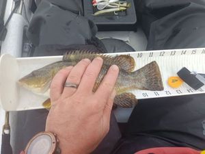 Ballan Wrasse