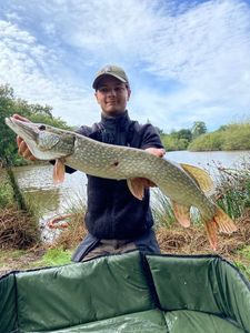 Northern Pike