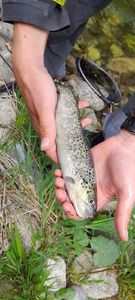 Brown Trout