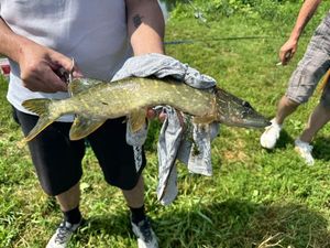 Northern Pike