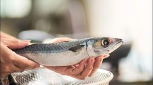 Mackerel