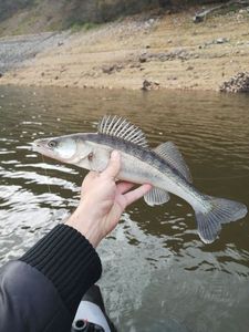 Zander