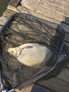 Common Bream
