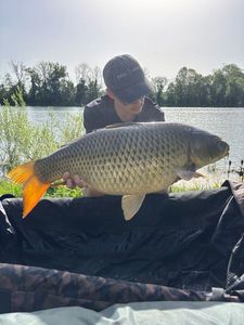 Common Carp