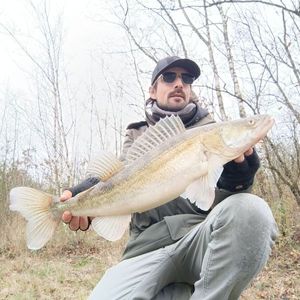 Zander
