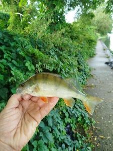 European Perch