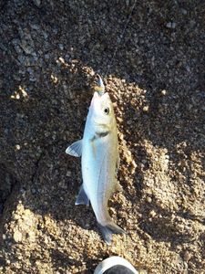 European Bass (Seabass)