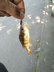 European Perch