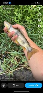 Brown Trout