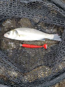 European Bass (Seabass)