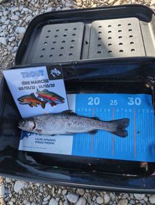Rainbow Trout