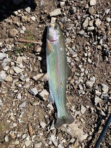 Rainbow Trout