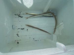 Northern Sand Lance