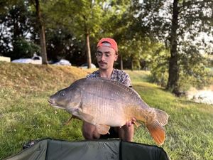 Mirror Carp